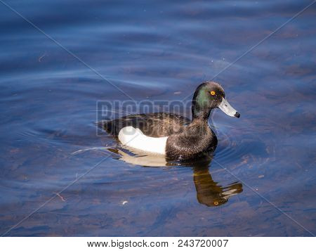 Portrait Of A Duck Swimming In Blue Water (aythya Fuligula)
