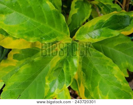Top View Of Leaves Caricature Plant Or Graptophyllum Pictum As A Background, Natural Green And Yello