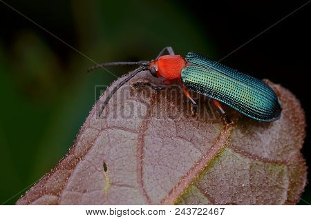 Macro Image Of Beautiful And Shiny Green Hispine Beetle