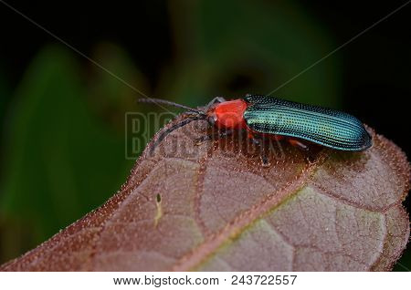Macro Image Of Beautiful And Shiny Green Hispine Beetle