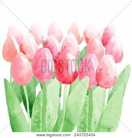 Spring Tulips Isolated. Abstract Watercolor Free-hand  Illustration For Postcard, Invitation, Banner