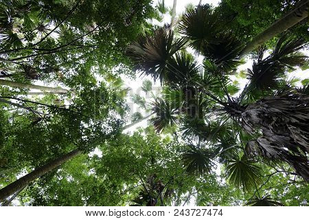 Uprisen Angle Seen Of The Forest. Natural Background.