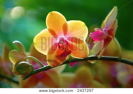 노란 난의 꽃