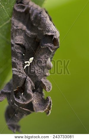 Close-up Of Moth, Jampue Hills From Tripura , India