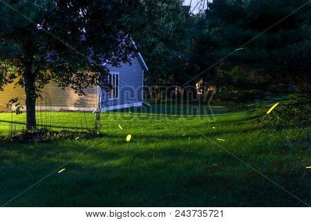 Nighttime background timelapse of fireflies in a suburban backyard