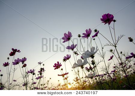 Soft Focus Of White And Pink Cosmos (cosmos Bipinnatus) Flowers Focus In The Garden  With Dawn Sky B