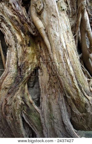 Strom, který roste nad vymodelované Buddha v Ta Prohm