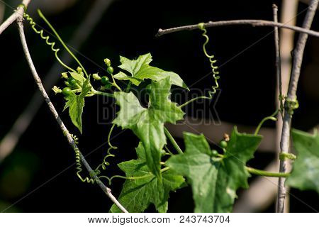Common Wild Grapes (parthenocissus Vitacea).