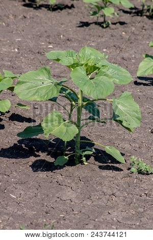 The Sunflower Plant.