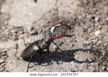Stag Beetle (lucanus Cervus)