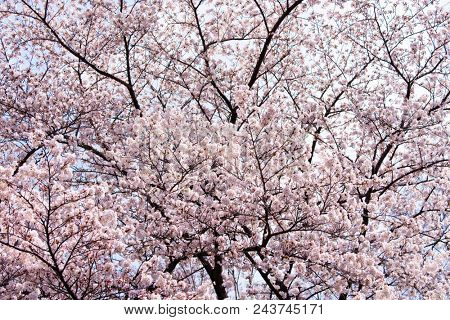 Frame full of Somei Yoshino cherry blossoms (Japanese cherry/ Prunus Ã yedoensis) in full bloom.
