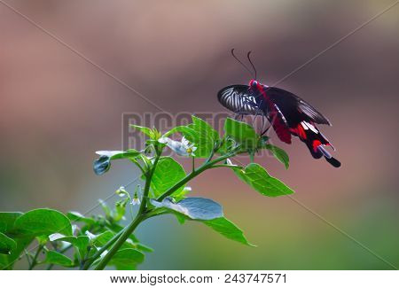 A Common Mormon Butterfly Sitting With Its Wings Wide Open On The Plants In Its Natural Habitat With