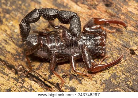 Scorpion, Butheidae, Jampue Hills Tripura State Of India