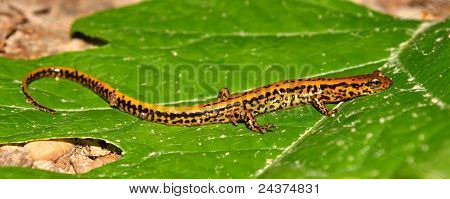 Långstjärtade Salamander (Långsvansad bäcksalamander)