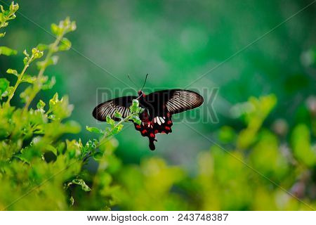 A Common Mormon Butterfly Sitting With Its Wings Wide Open On The Green Leaves With Soft Background