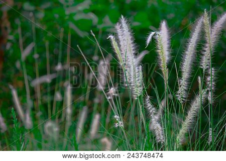 A Common Garden Plant With Green Grass