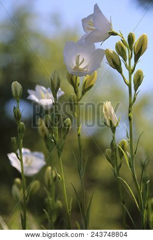 White Campanula Persicifolia Bloom In The Garden