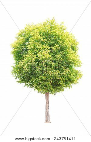 Closeup  Bullet Wood (mimusops Elengi Linn) Tree Isolated On White Background