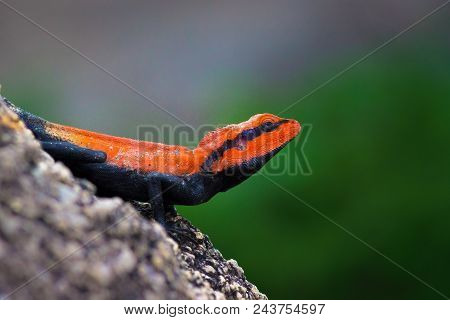A Rock Agama Lizard In Orange And Black Color In A Side Pose With Soft Blurry Background