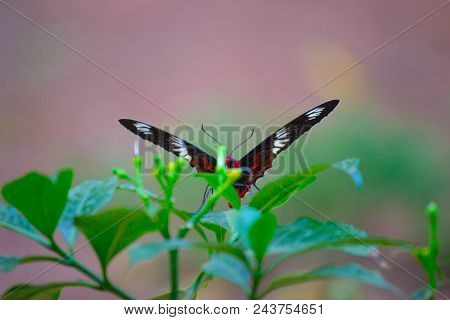 A Common Mormon Butterfly Sitting On The Leaves