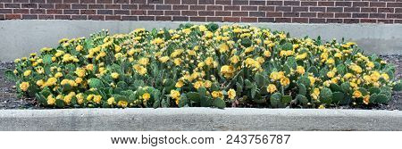 Bed of Yellow Prickly Pear Cacti