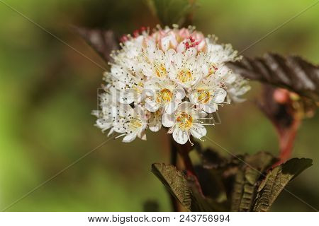 The Flowers Of Eastern Ninebark With Purple Leaves .