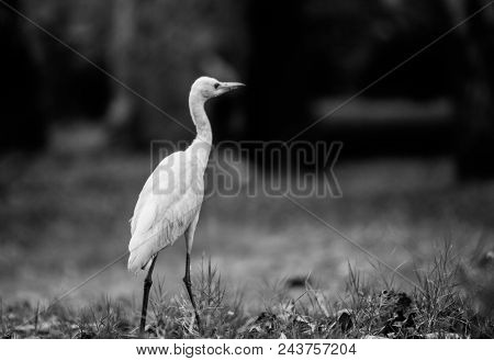 A Catlle Egret Portrait In Black And White
