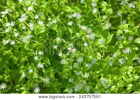 Stellaria holostea flowers