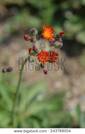 Orange Hawkweed Flowers Close Up - Latin Name - Hieracium Aurantiacum