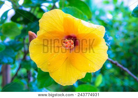 Yellow Chaba Flower With Rain Water Drops After Raining.