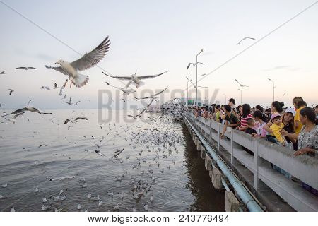 Samutprakan, Thailand. - December 23, 2017 : People Or Traveller Come To See Seagull Bird Flying On 
