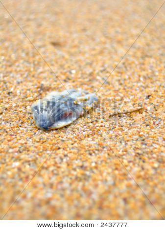 Deniz Cockleshell kum