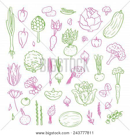 Vector Hand Drawn Doodle Vegetables Icons Set Illustration. Isolated Greenery Elements On White Back