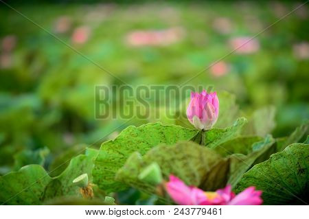 Pink Lotus On Waer And Green Leaf