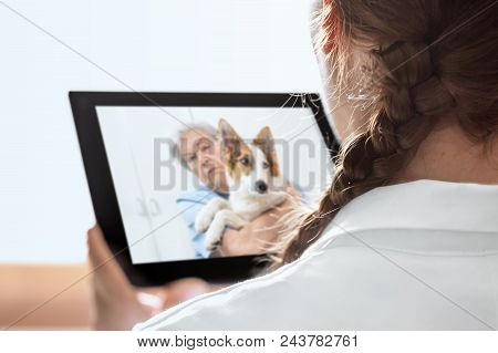 Mobile Diagnostic For An Veterinarian With Telecommunication Or Telehealth, Elderly Woman And Dog At