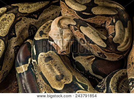 Boa Constrictor Constrictor - Surinam Guyana. Male