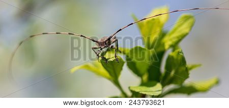 Portrait Of A Beetle On A Branch Of A Tree .