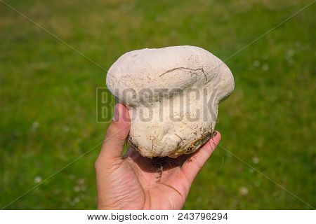 Giant Puffball Fungus Growing In Green Grassland.