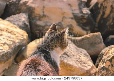 Stray Field Cats Turned Around At Road