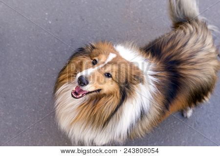 Dog Breeds Collie, Scottish Shepherd, Sheltie ,dog With Long Variegated Red Hair, Pet,  Muzzle