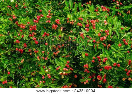 Tropical Carissa Carandas,carunda,karonda Seeds Ripe Colorful On Tree,vintage Tone.