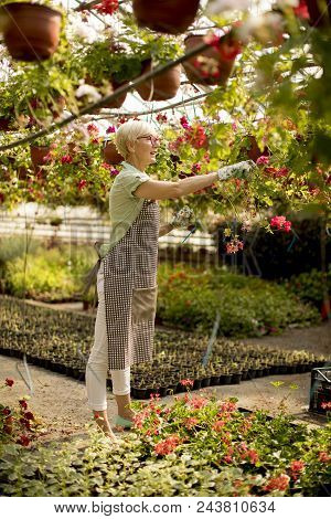 Senior Woman Working About Flowers In Greengarden