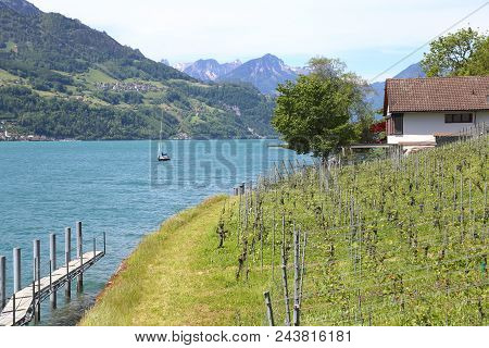 Vineyard At Quinten Facing Lake Walen Near Zurich, Switzerland