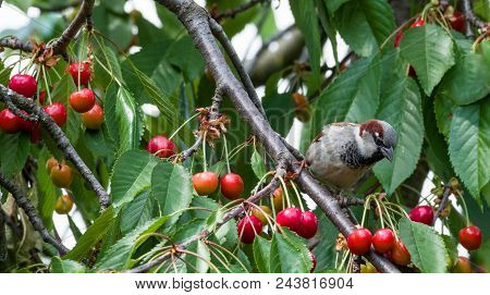 The Sparrow Eat The Harvest Of Sweet Cherry. Agricultural Pest.