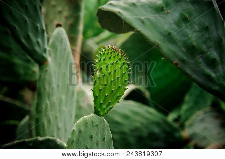 Big Succucent Green Cactus Leaf With The New Leaf On It On The Background Of Many Cactuses In The Na