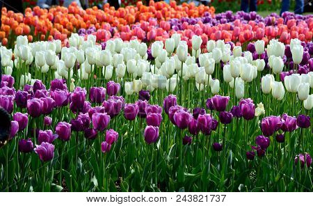 Tulip Display Variety And Colors