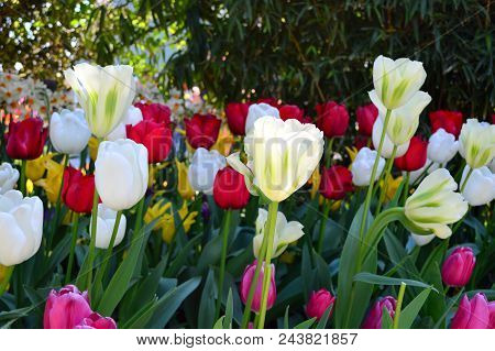 Purely White Tulips