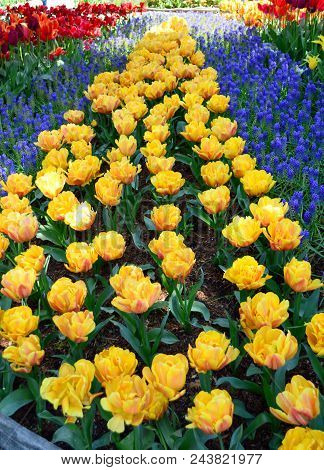 Skagit Valley Tulip Festival Mt  Vernon Wa