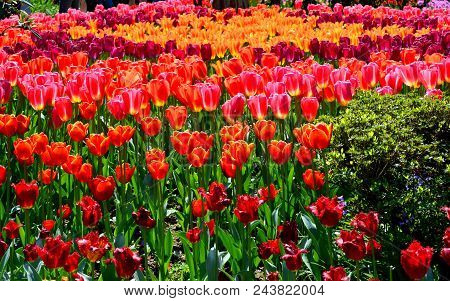 Skagit Valley Tulip Festival Mt  Vernon Wa