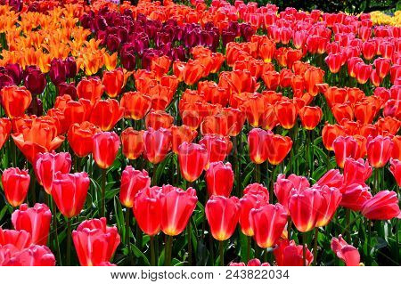 Skagit Valley Tulip Festival Mt  Vernon Wa